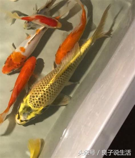 可以跟金魚混養的魚|【金魚混養】金魚混養指南：品種注意！哪些魚種能和金魚和睦相。